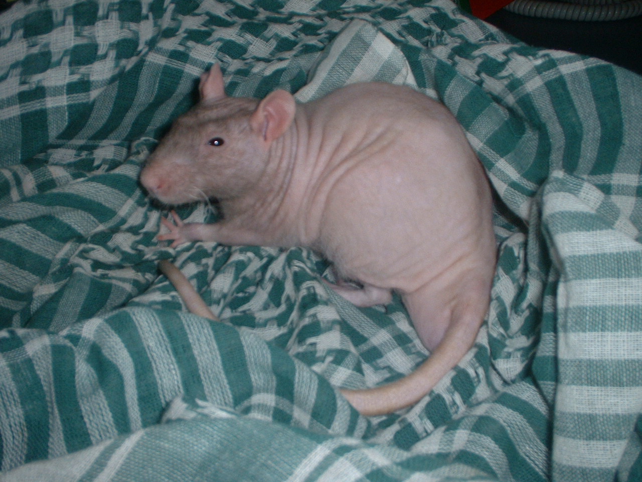 DSCF0360.JPG