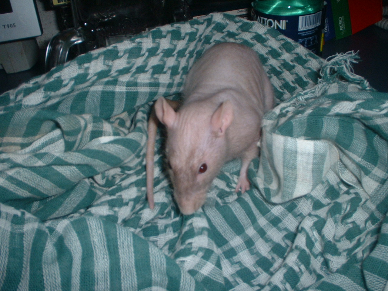DSCF0361.JPG