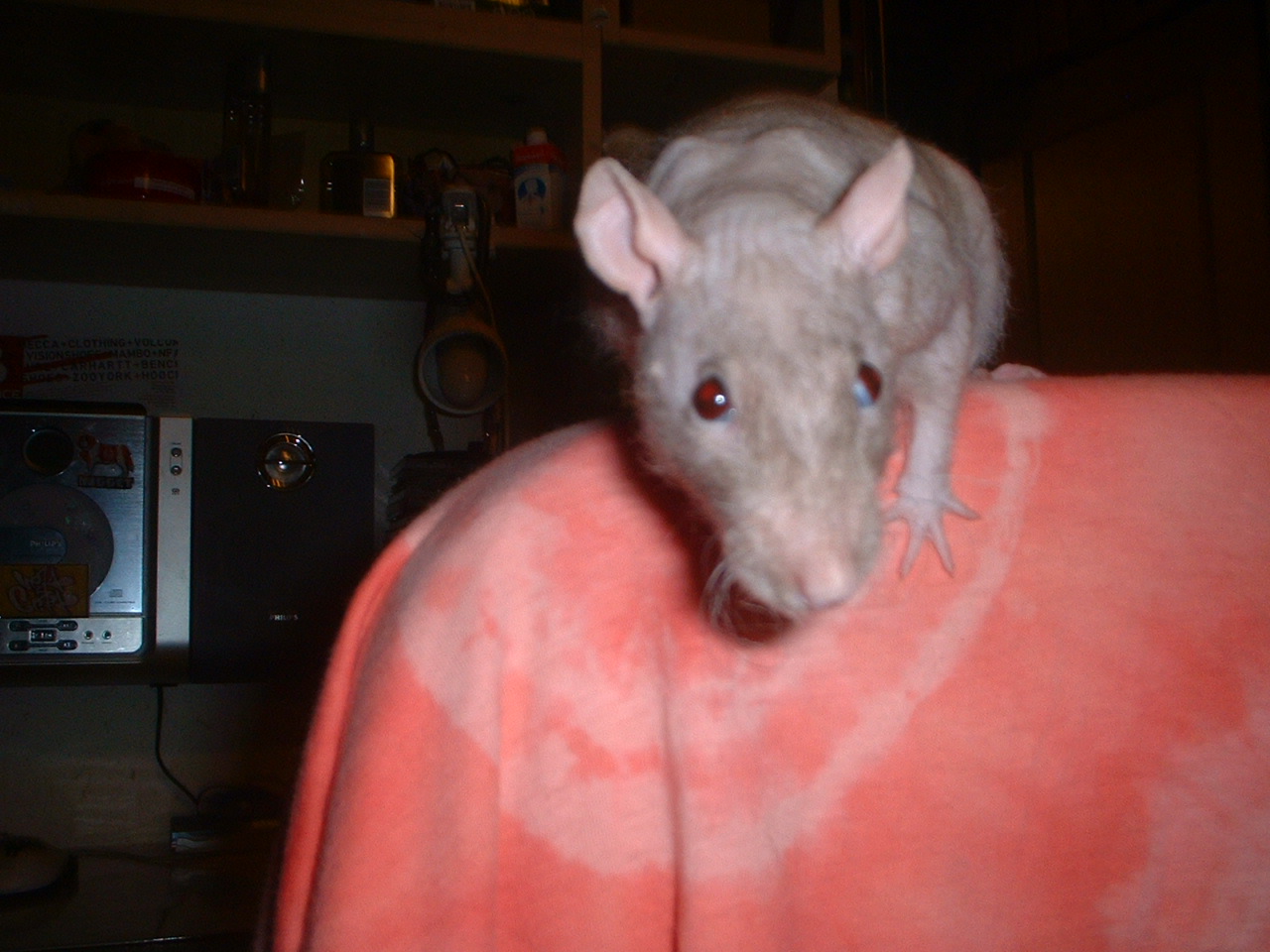 DSCF0382.JPG