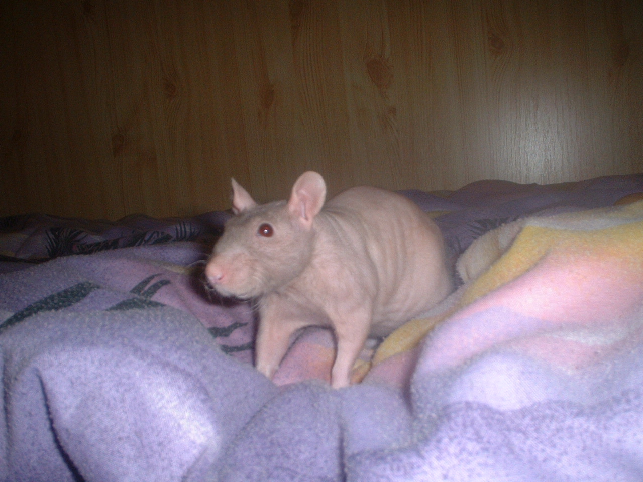DSCF0325.JPG
