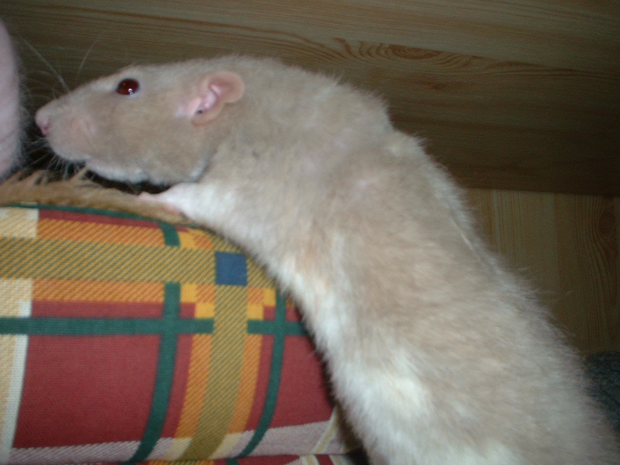 DSCF0401.JPG