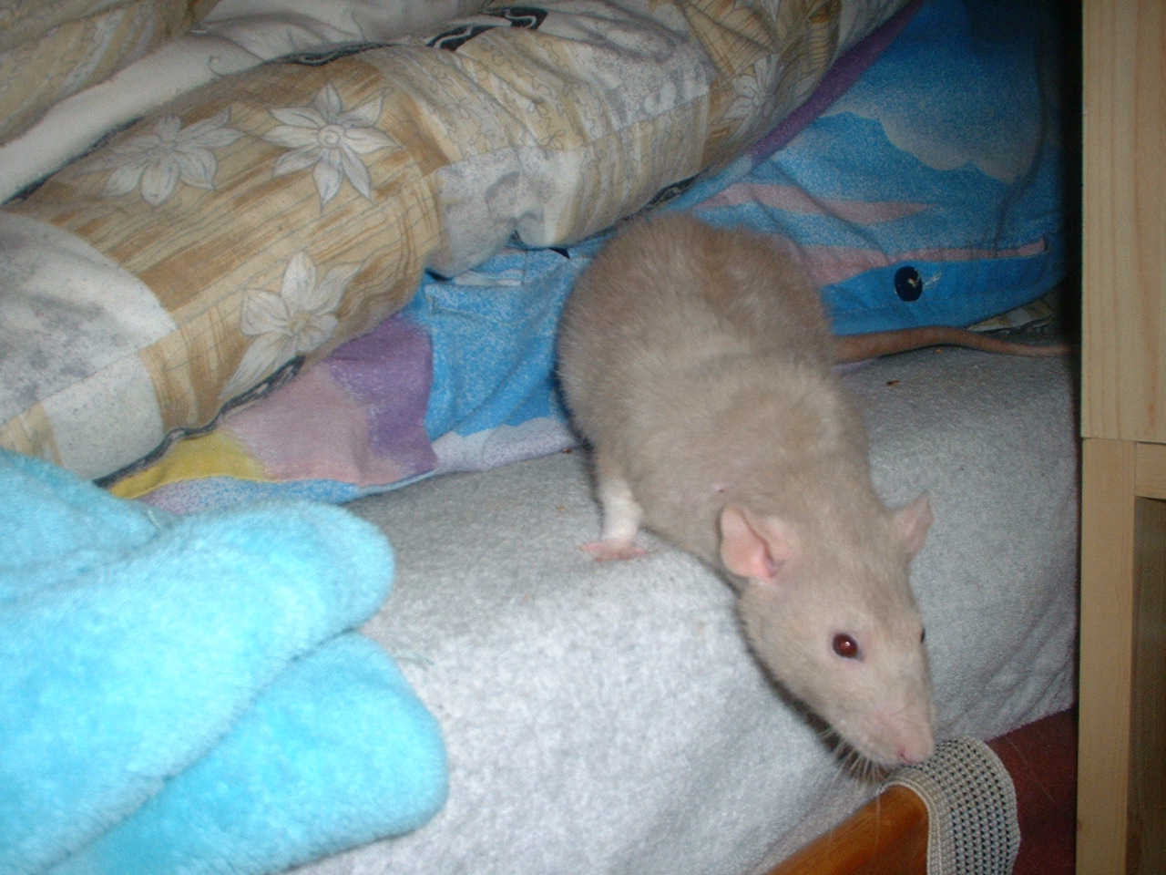 DSCF0411.JPG