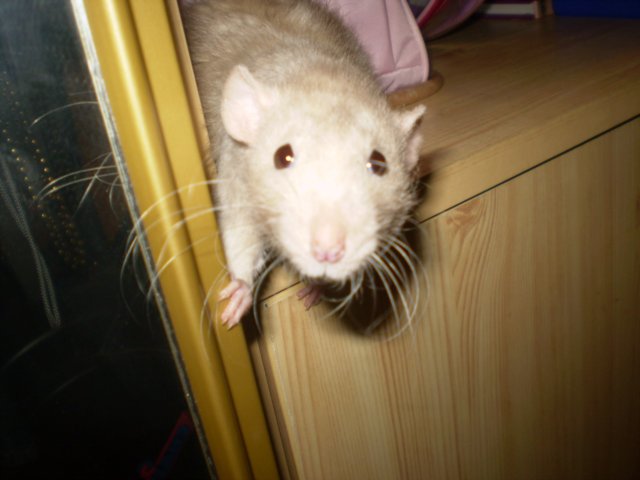 08c9aafeeda310a001e0.jpg