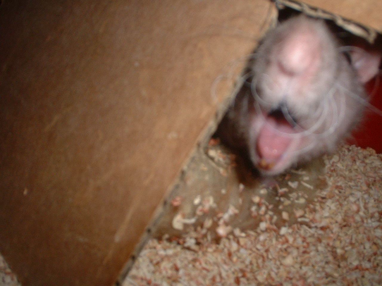 DSCF0353.JPG