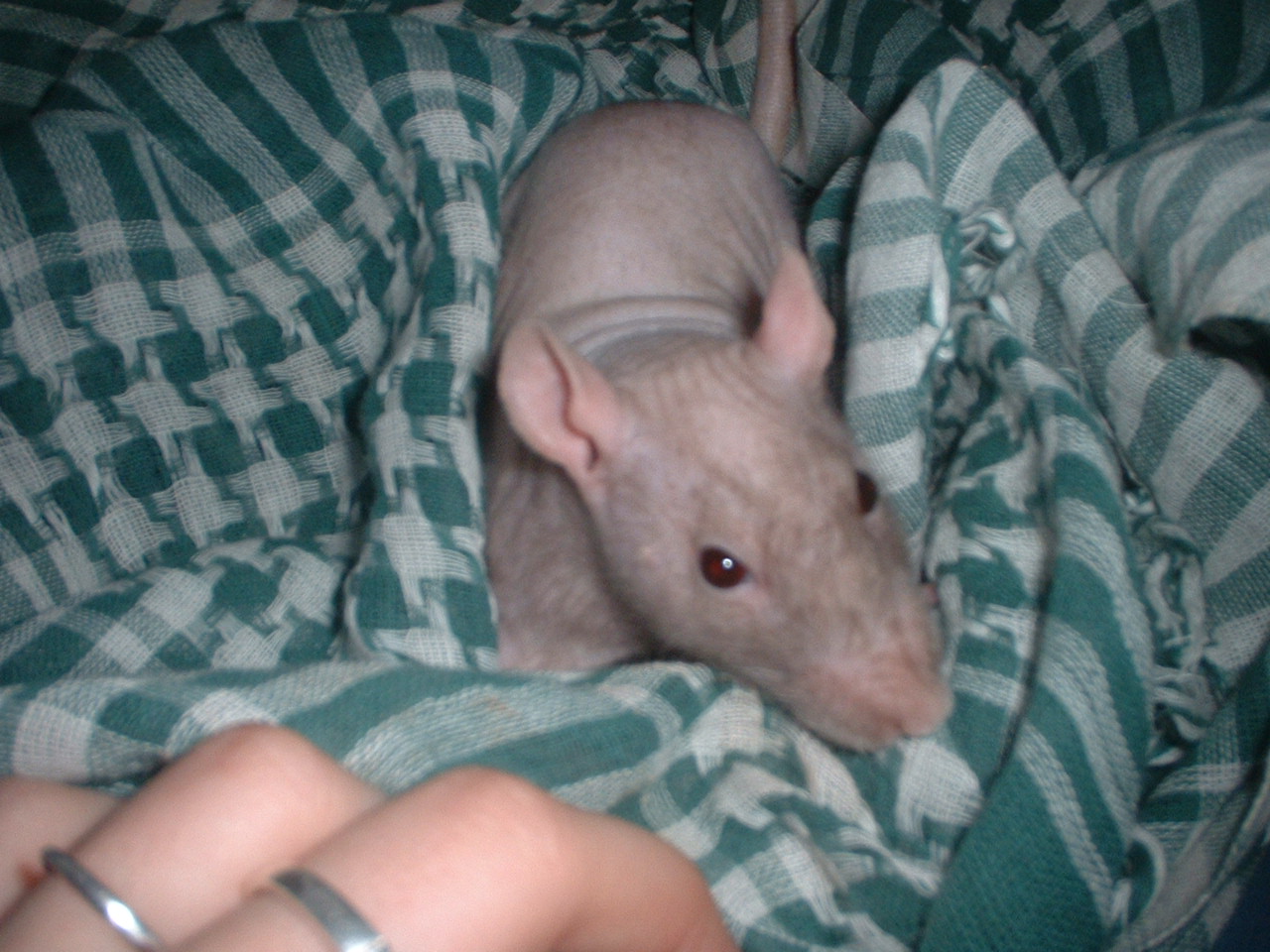 DSCF0355.JPG
