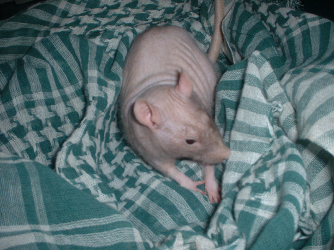 DSCF0356.JPG